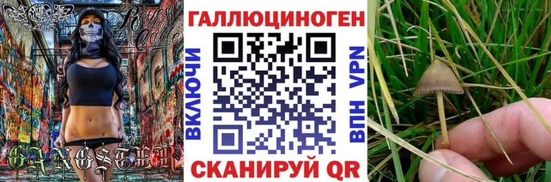 закладка  Новотитаровская  Псилоцибиновые грибы GOLDEN TEACHER 
